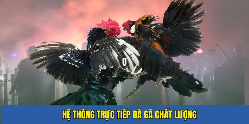 Đánh giá chất lượng giải trí tại sảnh đá gà LUCKY88
