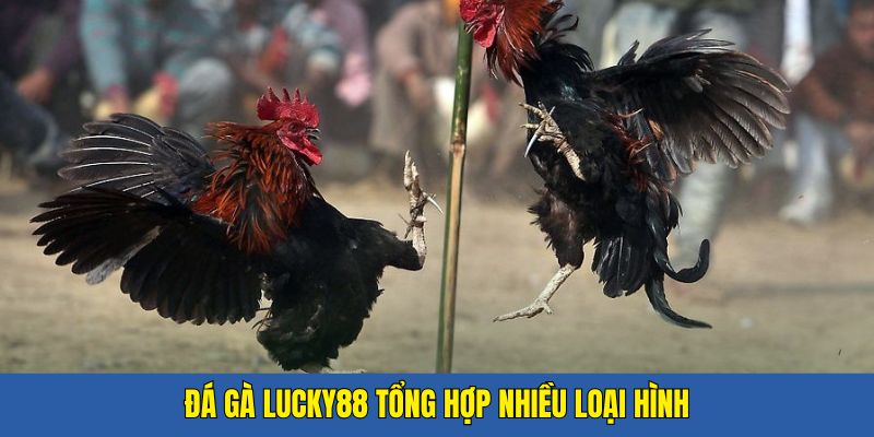 Các loại hình đá gà dễ bắt gặp tại hệ thống đá gà LUCKY88